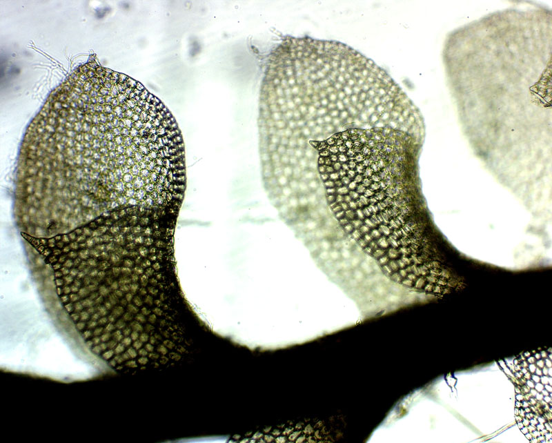 Scapania apiculata